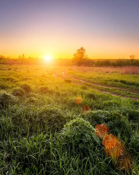 Amanecer Atardecer Campo Primavera Con Hierba Verde Brotes Altramuz Niebla — Foto de Stock