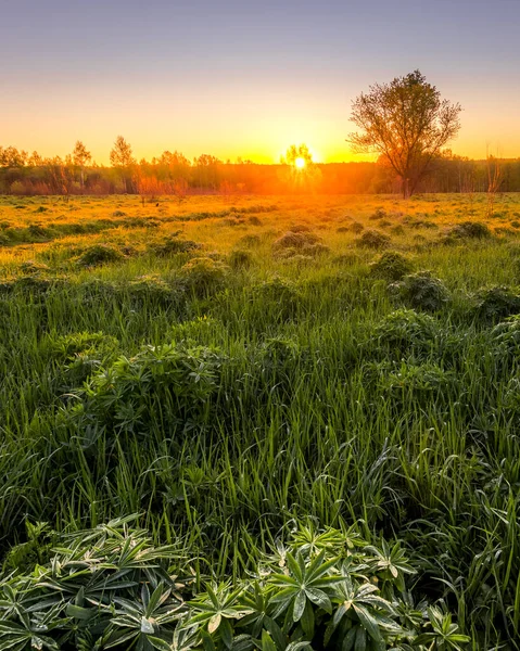 Soluppgång Eller Solnedgång Ett Vårfält Med Grönt Gräs Lupinkorn Dimma — Stockfoto