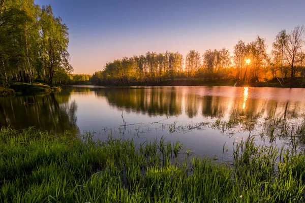在池塘上的日出或日落 绿色的芦苇 邻近海岸上的桦树 映衬着水 雾和阳光 — 图库照片