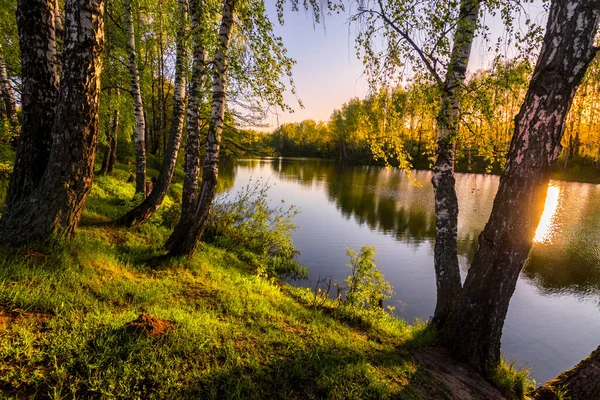 Soluppgång Eller Solnedgång Bland Björkar Med Unga Blad Nära Damm — Stockfoto