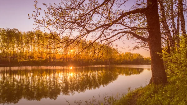 Genç Yeşil Sazlıkların Olduğu Bir Gölette Gün Doğumu Veya Günbatımı — Stok fotoğraf