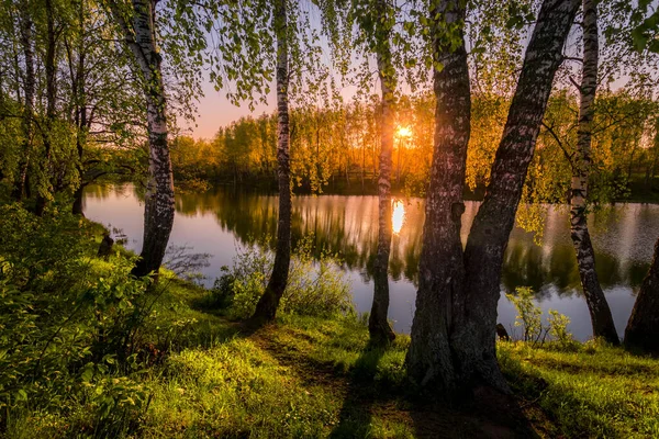 落日或日落在池塘边的白桦树间 幼叶映衬在被雾覆盖的水中 阳光透过树枝闪烁着 — 图库照片