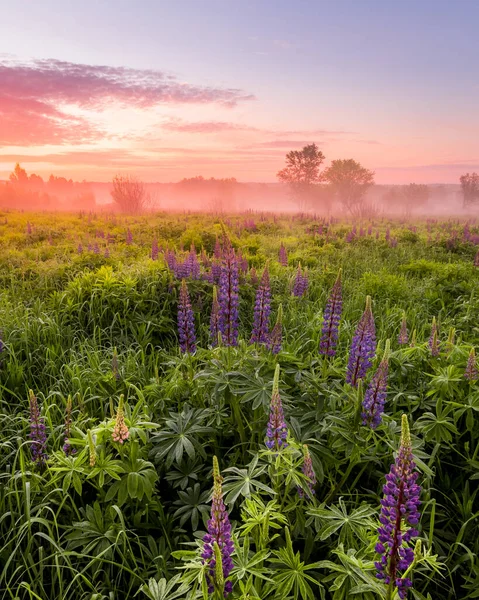 Twilight on a field covered with flowering lupines in spring or early summer season with fog and trees on a background in morning. Landscape.