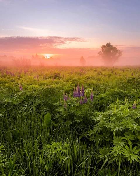 Sunrise on a field covered with flowering lupines in spring or early summer season with fog and trees on a background in morning. Landscape.