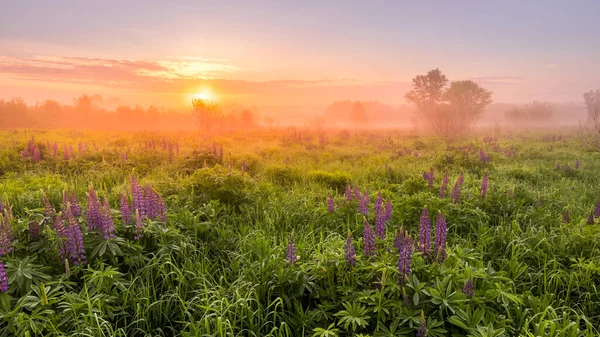 Sunrise on a field covered with flowering lupines in spring or early summer season with fog and trees on a background in morning. Landscape.