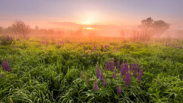 Nascer Sol Campo Coberto Com Tremoços Floridos Primavera Início Temporada — Fotografia de Stock