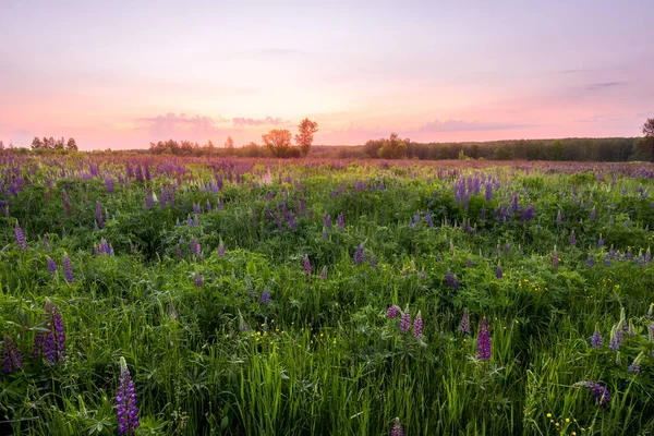 Twilight on a field covered with flowering lupines in spring or early summer season with trees on a background in morning. Landscape.