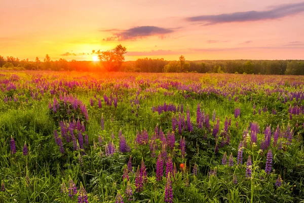 Nascer Sol Campo Coberto Com Tremoços Floridos Primavera Início Temporada — Fotografia de Stock