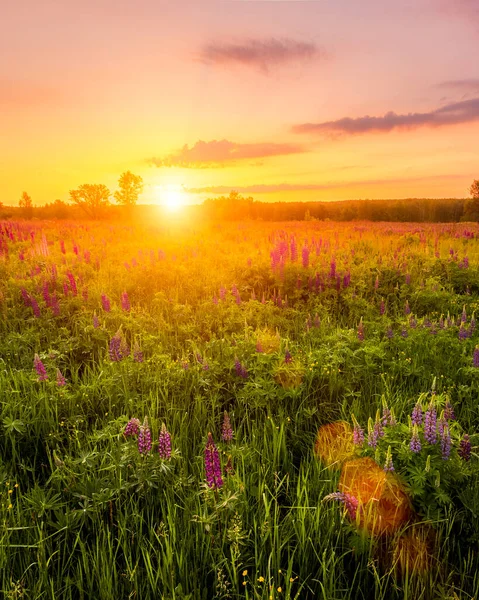 Sunrise Field Covered Flowering Lupines Spring Early Summer Season Fog — Stock Photo, Image