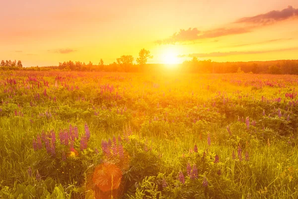 Salida Del Sol Campo Cubierto Altramuces Florecientes Primavera Principios Verano — Foto de Stock