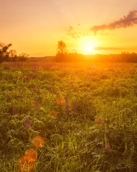 Lever Soleil Sur Champ Couvert Lupins Fleurs Printemps Début Saison — Photo