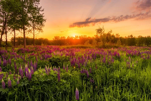 Восход Солнца Поле Покрытом Цветущими Люпинами Весной Начале Летнего Сезона — стоковое фото