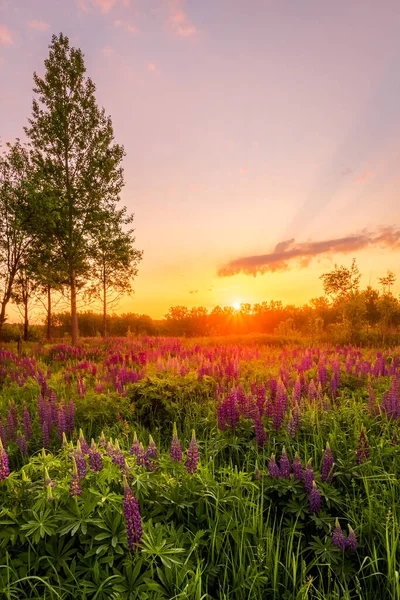 Zonsopgang Een Veld Bedekt Met Bloeiende Lupine Het Voorjaar Vroege — Stockfoto