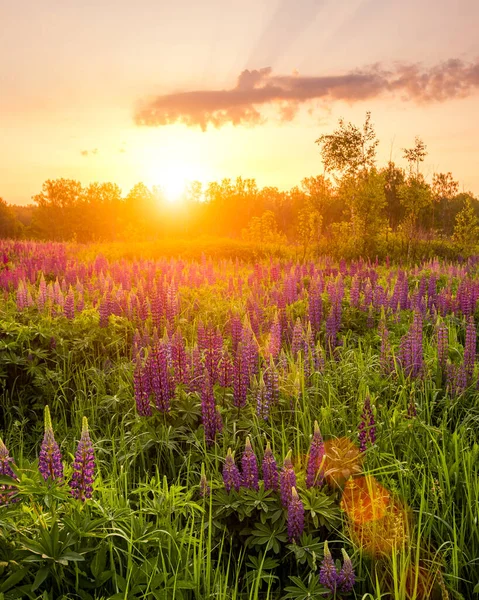 Nascer Sol Campo Coberto Com Tremoços Floridos Primavera Início Temporada — Fotografia de Stock