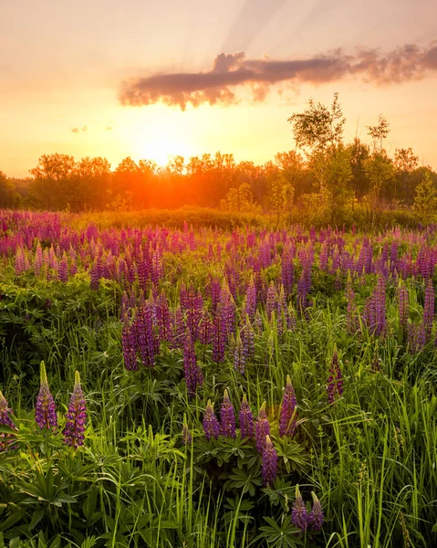 Nascer Sol Campo Coberto Com Tremoços Floridos Primavera Início Temporada — Fotografia de Stock