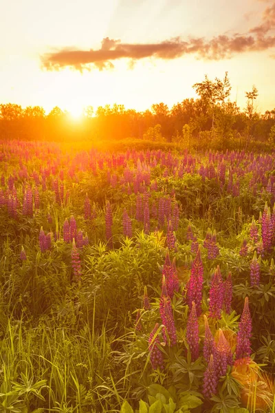 Nascer Sol Campo Coberto Com Tremoços Floridos Primavera Início Temporada — Fotografia de Stock