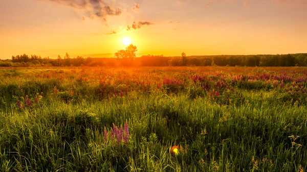 Sunrise on a field covered with flowering lupines in spring or early summer season with fog and trees on a background in morning. Landscape.