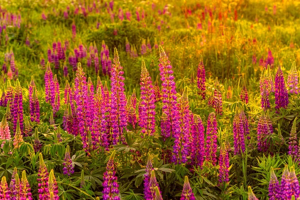 Paarse Lupinen Een Veld Bij Zonsondergang Zonsopgang — Stockfoto