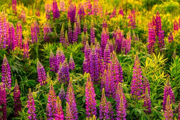 Lila Lupinen Auf Einem Feld Bei Sonnenuntergang Oder Sonnenaufgang — Stockfoto