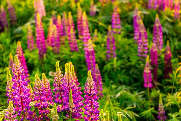 Lupins Violets Sur Champ Coucher Lever Soleil — Photo