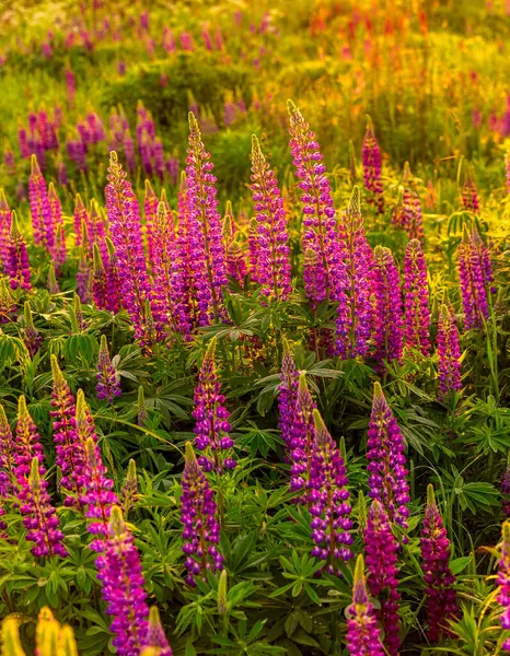 Lupins Violets Sur Champ Coucher Lever Soleil — Photo