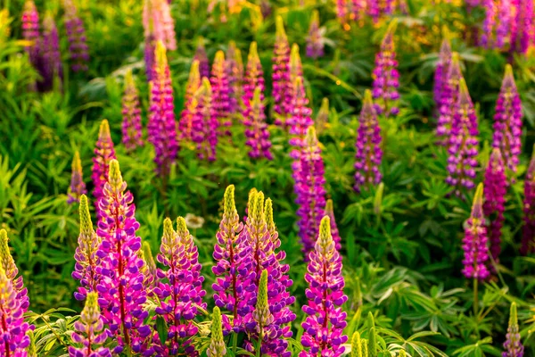 Lupins Violets Sur Champ Coucher Lever Soleil — Photo