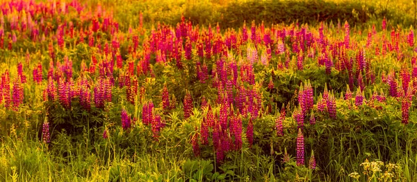 Fialové Lupiny Poli Při Západu Slunce Nebo Při Východu Slunce — Stock fotografie