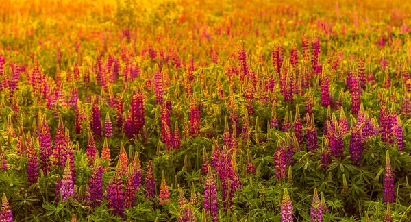 Lupins Violets Sur Champ Coucher Lever Soleil — Photo