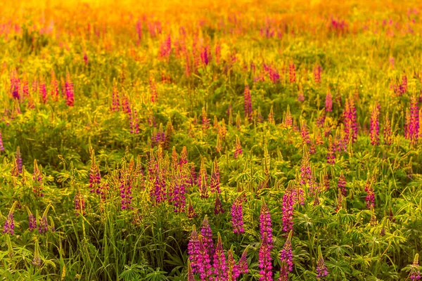日落或日出时田野上的紫色羽扇豆 — 图库照片