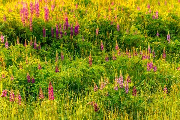 Lila Lupinen Auf Einem Feld Bei Sonnenuntergang Oder Sonnenaufgang — Stockfoto