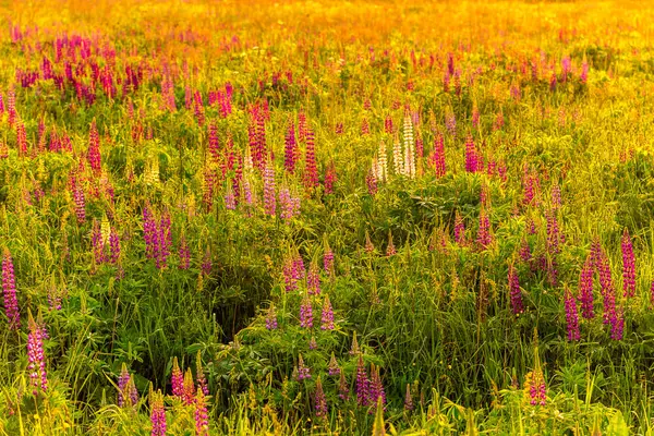 Lupins Violets Sur Champ Coucher Lever Soleil — Photo