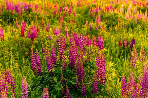 Purple Lupins Field Sunset Sunrise — Stock Photo, Image