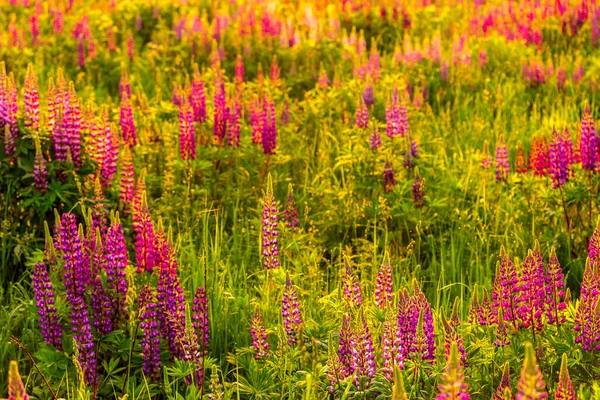 Paarse Lupinen Een Veld Bij Zonsondergang Zonsopgang — Stockfoto