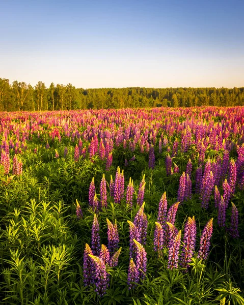 Alba Tramonto Campo Con Lupini Viola Una Giornata Estiva Limpida — Foto Stock