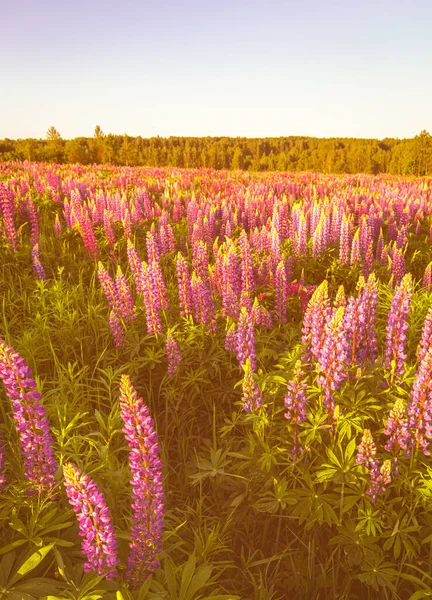 Lever Coucher Soleil Sur Champ Avec Des Lupins Violets Par — Photo