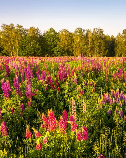 Alba Tramonto Campo Con Lupini Viola Una Giornata Estiva Limpida — Foto Stock