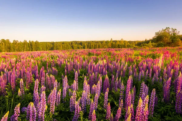 Lever Coucher Soleil Sur Champ Avec Des Lupins Violets Par — Photo