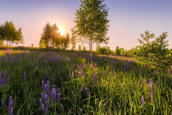 Pôr Sol Amanhecer Campo Com Lupins Roxos Cravos Selvagens Bétulas — Fotografia de Stock