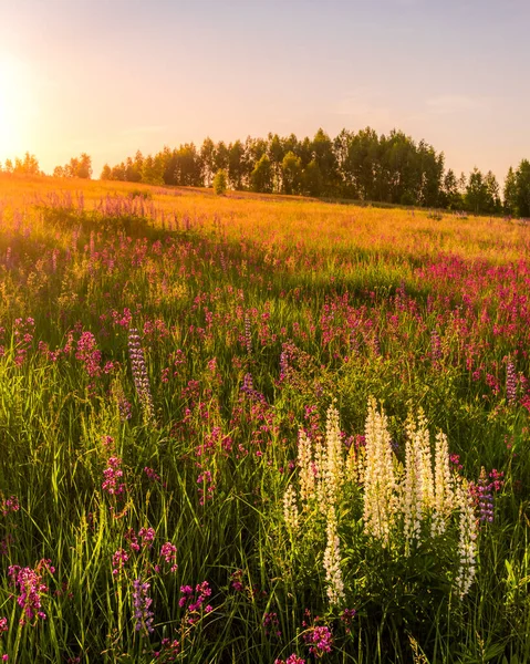 Sunset or dawn on a field with purple and white lupins, wild carnations and young birches in clear summer weather and a clear cloudless sky. Landscape.