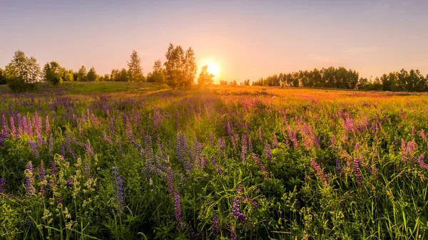 Pôr Sol Amanhecer Campo Com Lupins Roxos Cravos Selvagens Bétulas — Fotografia de Stock