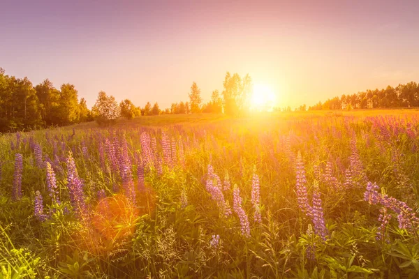 Pôr Sol Amanhecer Campo Com Lupins Roxos Cravos Selvagens Bétulas — Fotografia de Stock