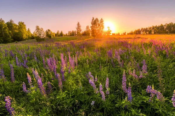 Tramonto Alba Campo Con Lupini Viola Garofani Selvatici Betulle Giovani — Foto Stock