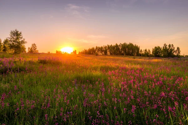 Pôr Sol Amanhecer Campo Com Cravos Selvagens Roxos Bétulas Jovens — Fotografia de Stock