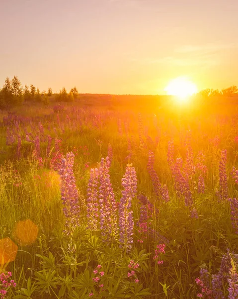 Pôr Sol Amanhecer Campo Com Lupins Roxos Cravos Selvagens Bétulas — Fotografia de Stock