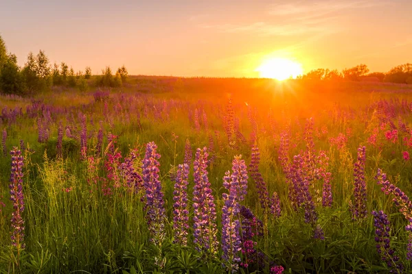 stock image Sunset or dawn on a field with purple lupins, wild carnations and young birches in clear summer weather and a clear cloudless sky. Landscape.
