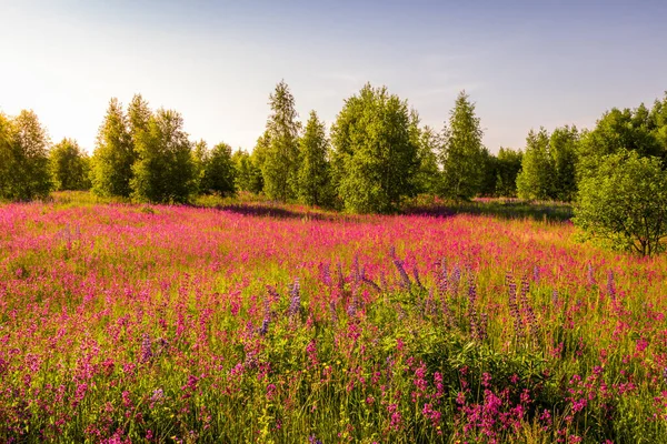 Sunset or dawn on a field with purple wild carnations and young birches in clear summer weather and a clear cloudless sky. Landscape.