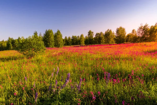 Tramonto Alba Campo Con Garofani Selvatici Viola Betulle Giovani Nel — Foto Stock