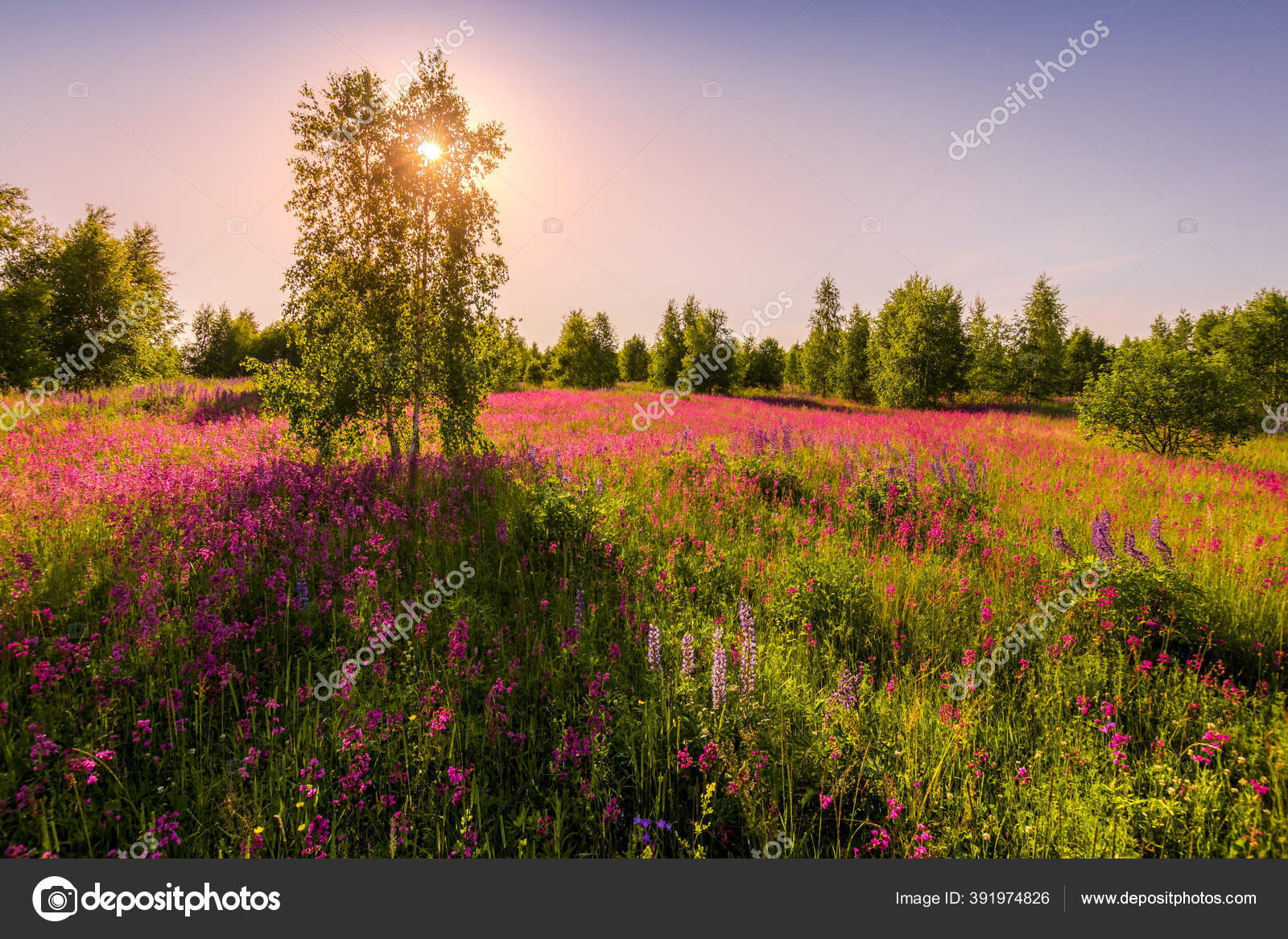 Matahari Terbenam Atau Fajar Lapangan Dengan Anyelir Ungu Liar Dan