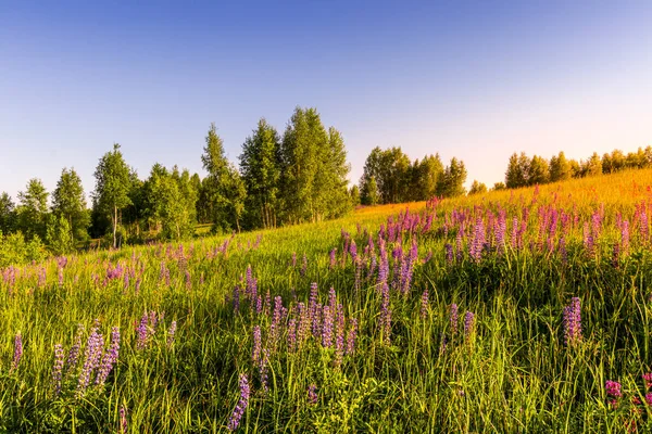 Sonnenuntergang Oder Sonnenaufgang Auf Einem Feld Mit Violetten Lupinen Wilden — Stockfoto