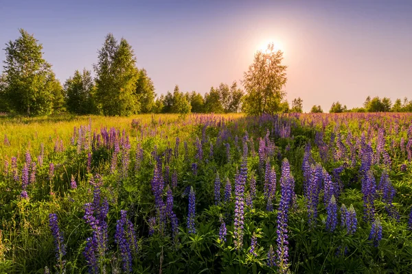 Pôr Sol Amanhecer Campo Com Lupins Roxos Cravos Selvagens Bétulas — Fotografia de Stock